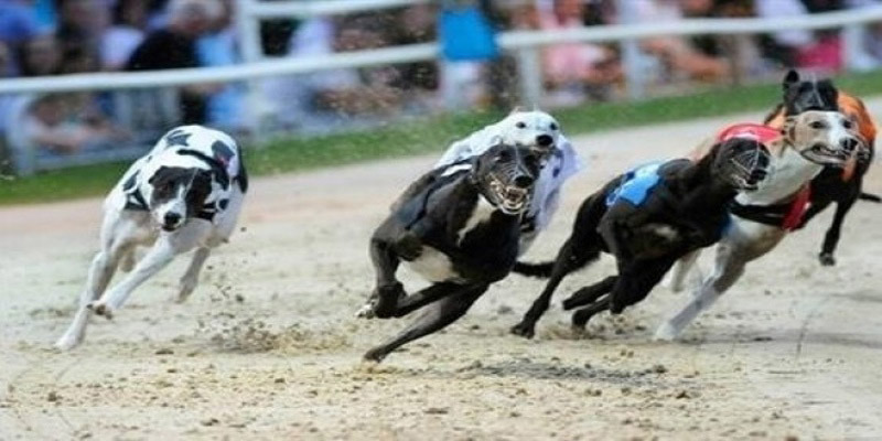 Một chú chó sẽ phải chạy tổng cộng 450 đến 485 mét