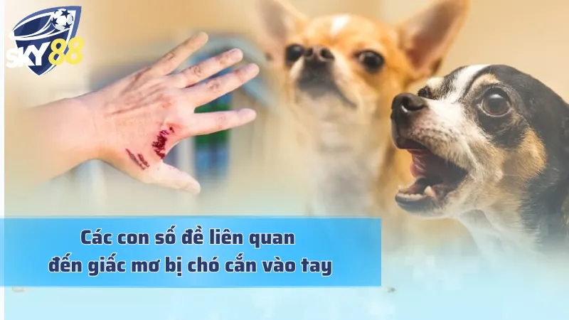 Thấy chó cắn khi mơ và những con số may mắn