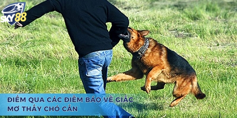 Mơ chó cắn vào tay đánh con gì và điểm qua các điềm báo