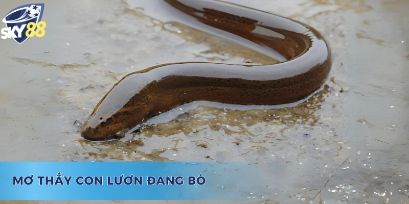 Mơ thấy lươn to đánh con gì? - Ý nghĩa của giấc mơ lươn đang bò