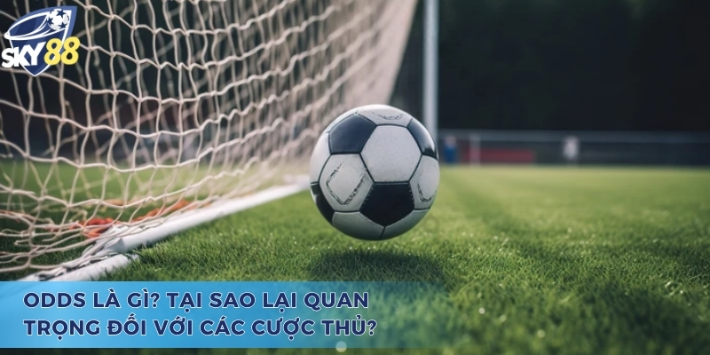 Tìm hiểu lý do khiến các cược thủ quan tâm đến odds là gì
